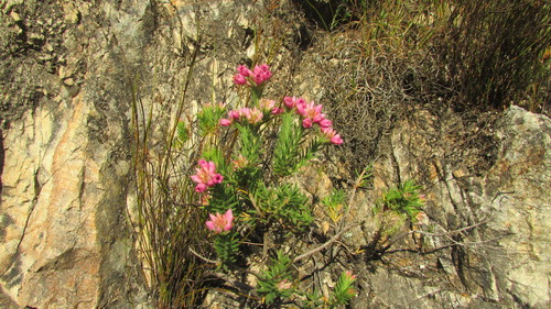 Image of Erica taxifolia by (c) James Deacon, some rights reserved (CC BY-SA)