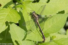 Gomphurus septima