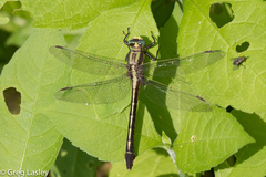 Gomphurus septima