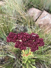 Crassula alba