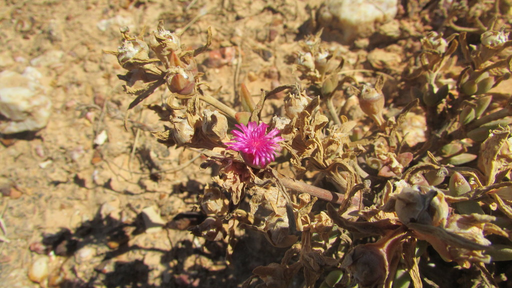 Mesembryanthemum trichotomum, West Coast DC, South Africa
