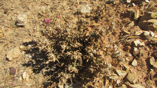 Mesembryanthemum trichotomum Thunb. 2