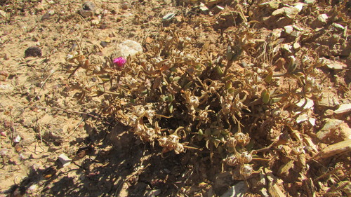 Mesembryanthemum trichotomum Thunb. 3