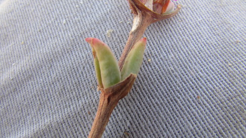 Mesembryanthemum trichotomum