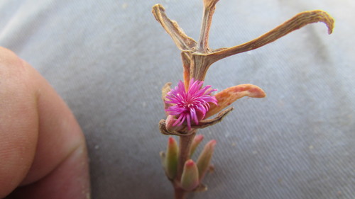 Mesembryanthemum trichotomum