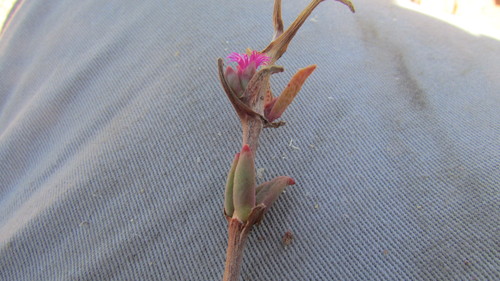 Mesembryanthemum trichotomum