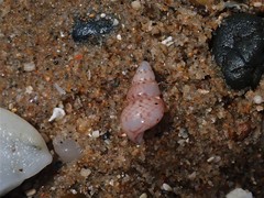 Leiopyrga lineolaris