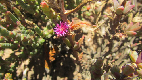 Mesembryanthemum trichotomum