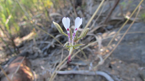 Image of Pelargonium ternifolium by (c) James Deacon, some rights reserved (CC BY-SA)