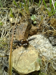 Bombylius albicapillus