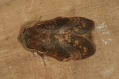 Prorifrons tremula