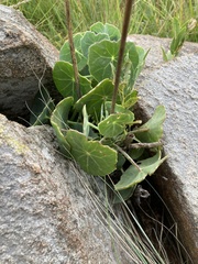 Senecio oxyriifolius