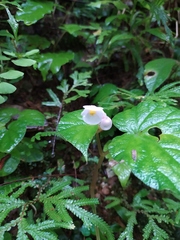 Begonia hirtella