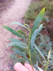 Acacia rubida