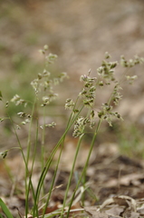 Anthoxanthum australe