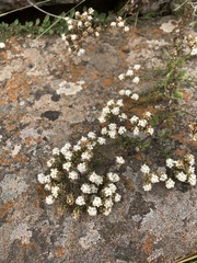 Selago densiflora