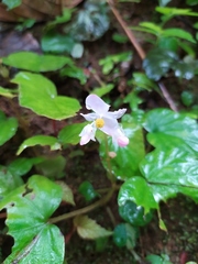 Begonia hirtella
