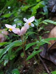 Begonia hirtella