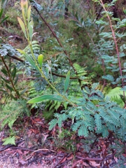 Acacia rubida