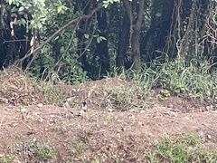 Vanellus indicus