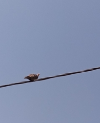 Streptopelia semitorquata