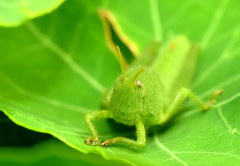 Orthoptera
