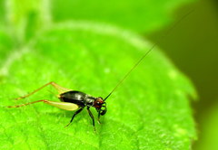 Trigonidium erythrocephalum