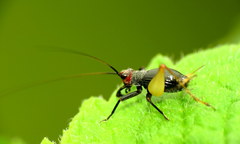 Trigonidium erythrocephalum