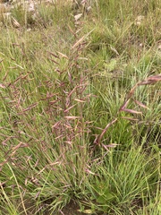 Monocymbium ceresiiforme