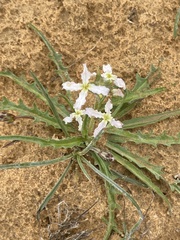 Matthiola longipetala livida
