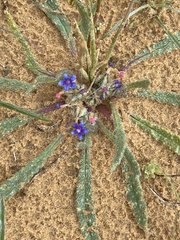 Anchusa aggregata