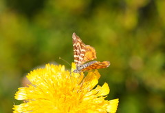 Chrysolarentia chrysocyma