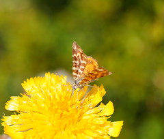 Chrysolarentia chrysocyma