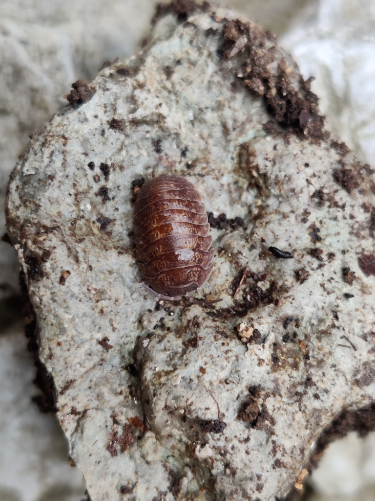 Porcellium balkanicum