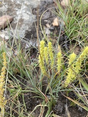 Crassula lanceolata transvaalensis