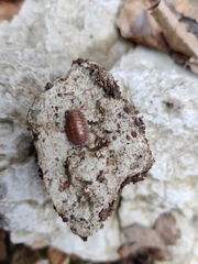 Porcellium balkanicum