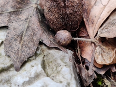 Porcellium balkanicum