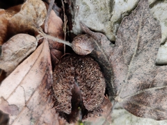 Porcellium balkanicum