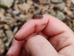 Porcellium balkanicum