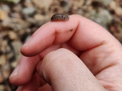 Porcellium balkanicum