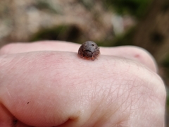 Porcellium balkanicum