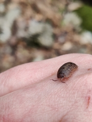 Porcellium balkanicum