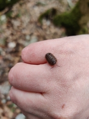 Porcellium balkanicum