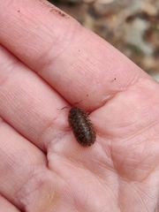 Porcellium balkanicum