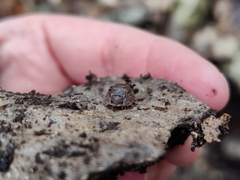 Porcellium balkanicum