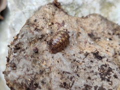 Porcellium balkanicum