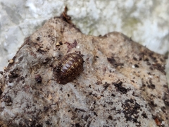 Porcellium balkanicum