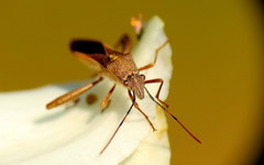 Mirperus jaculus