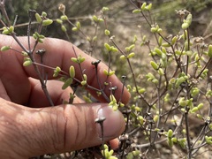 Drosanthemum karrooense