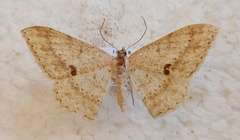 Luxiaria mitorrhaphes